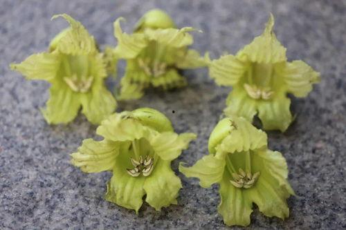 正在吃瓜的花颜,一场视觉与味蕾的双重盛宴