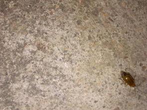 吃瓜的黄色虫子