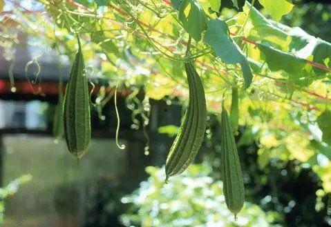 紫紫学术吃瓜,揭秘吃瓜背后的学术风云