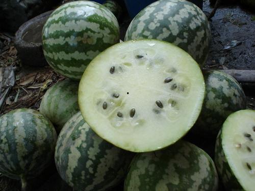 空腹吃绿宝瓜,健康养生的绿色选择