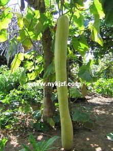 关注每天吃新鲜瓜,健康生活每一天