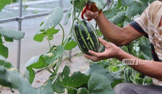 杭州博彦吃瓜,一场吃瓜群众的职场风云录