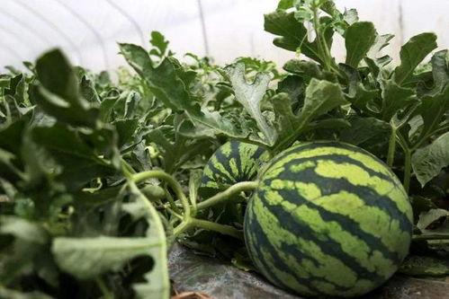 路边现场吃瓜,围观路人共享“吃瓜”盛宴