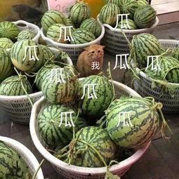 吃内娱瓜,揭秘明星们的甜蜜与苦涩瓜