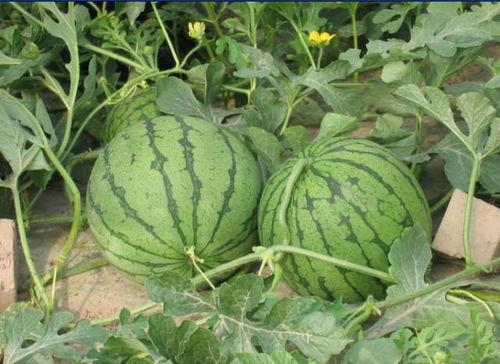 青白江吃瓜事件